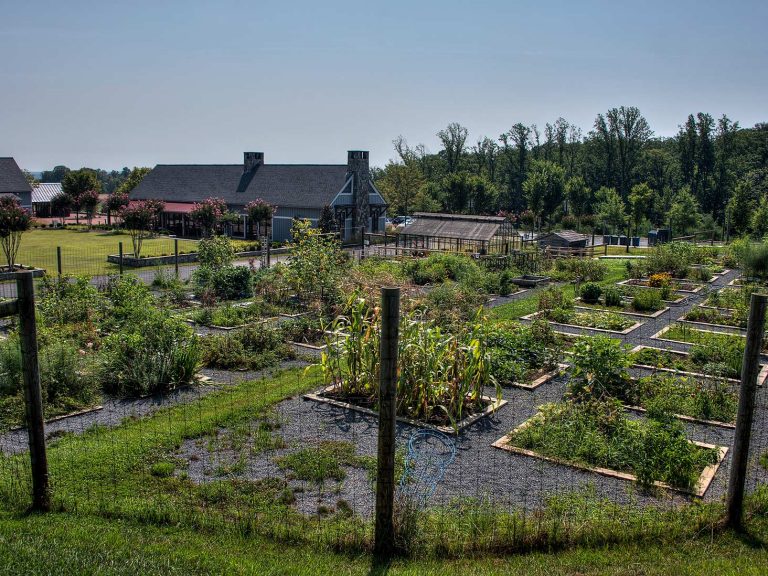 Community gardening area