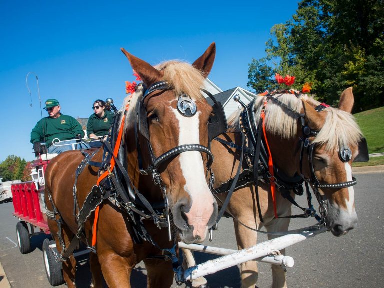 Horse-drawn trailer at recent event